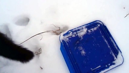 Cat Catches Frisbee but Does Not Retrieve It Yet