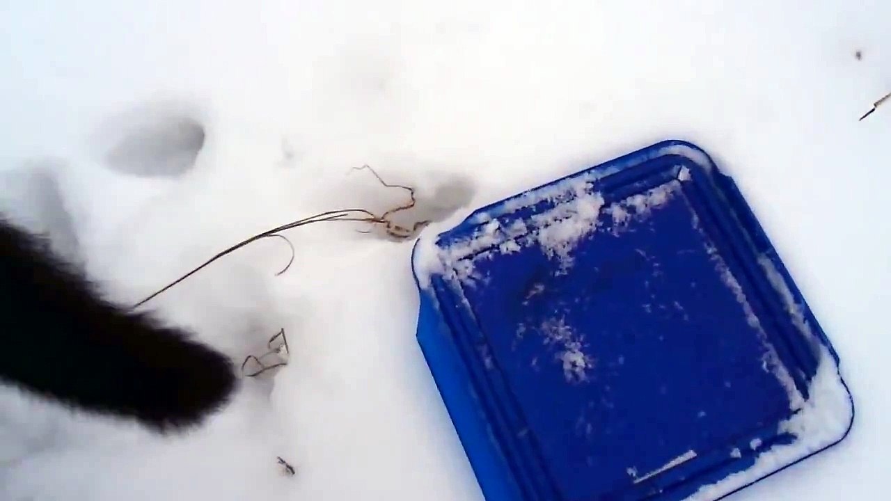 Cat Catches Frisbee but Does Not Retrieve It Yet