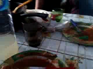 Cat defends dogs attack