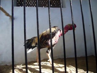 thaiganoi fighting rooster