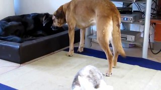 Cat Dog and Rabbit Hilarious and Funny