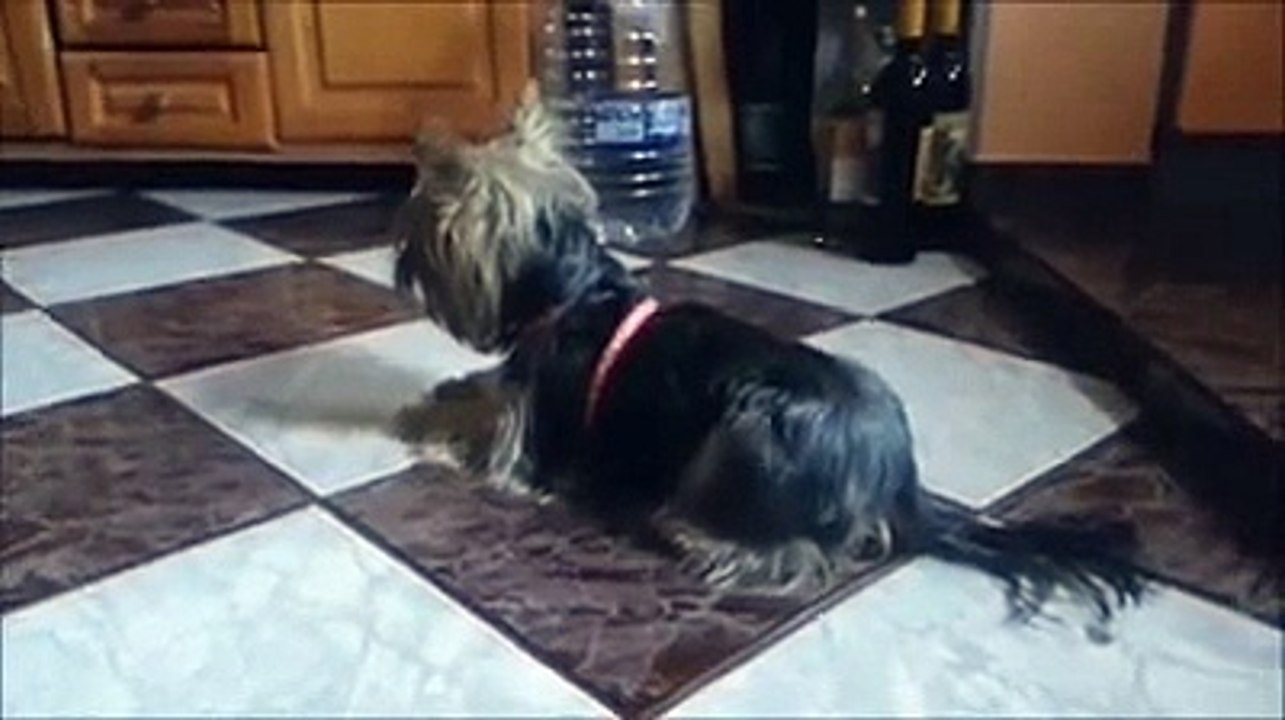Cat Dog wrc sound funny drift