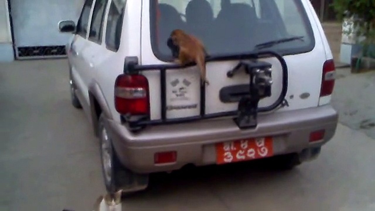 Cat Dogs and Monkey best friends