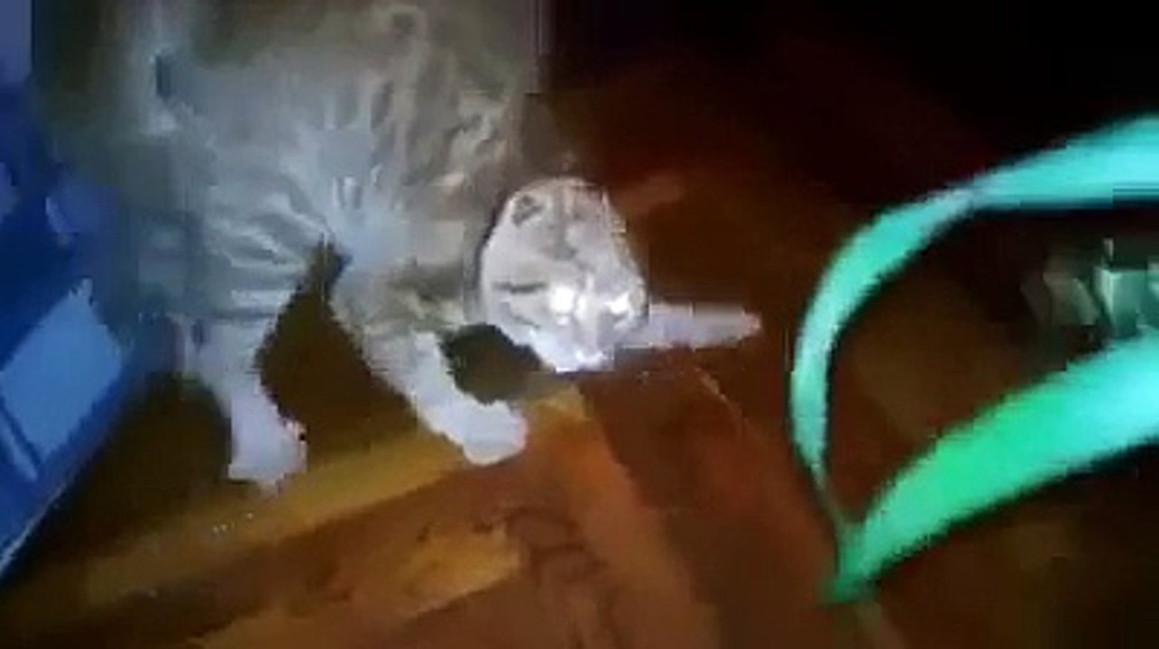 Cat in halloween very funny