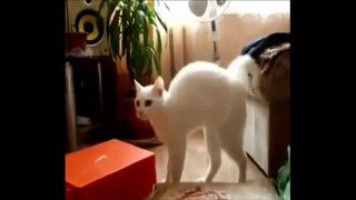 Cat Jump Fail  Funny Cat Compilation