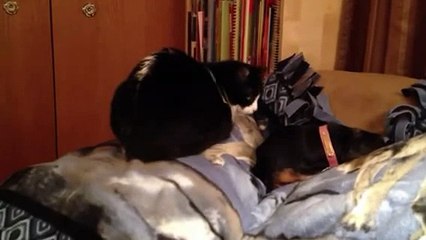 Cat Licks Dog  AWKWARD