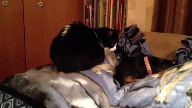 Cat Licks Dog AWKWARD