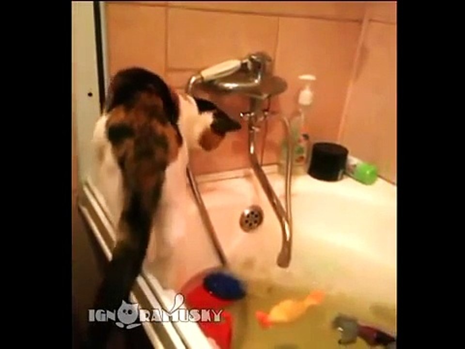 Cat plus Curiosity plus Bathroom Кошка plus Любопытство plus Ванна YouTube