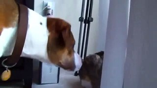 Cat slaps Dog multiple times