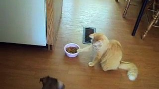 cat taunts dog