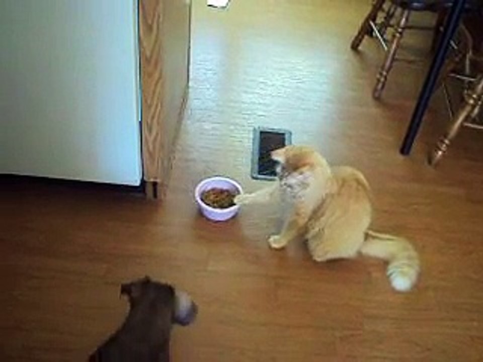 cat taunts dog