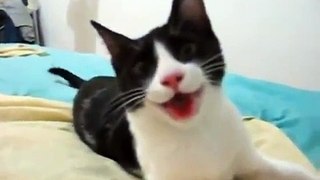 Cat Thinks Its A Dog Funny Videos at Fully