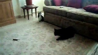 Cat trades punch with Dog