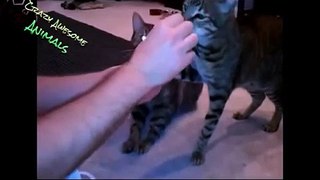 Cat Tricks Animal Funny Video 2013 mp4