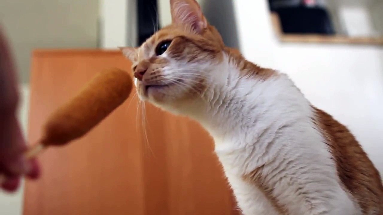 Cat vs Corn Dog The Reckoning