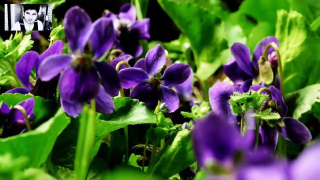 Naat: Jholiyan Muradaan Naal Bhar By Shehzad Hanif Madni جھولیاں مراداں نال بھر سوھنیا