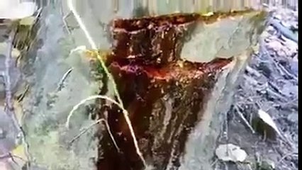 Kesilmek istenen ağaç resmen ağladı