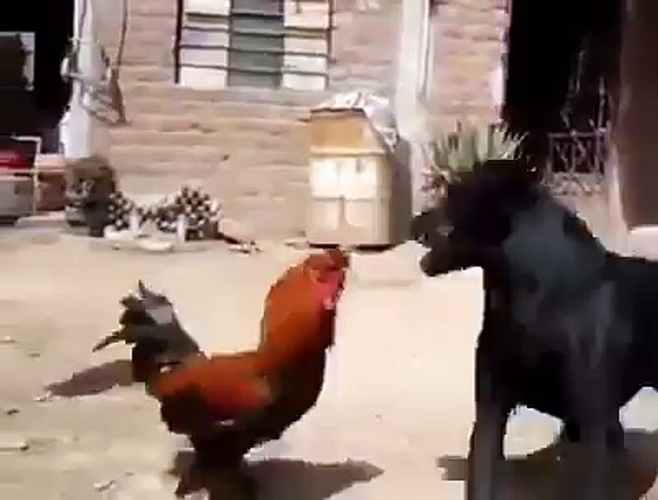 Cock Vs Dog