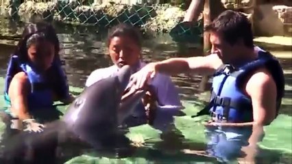 Lionel Messi And His Wife Swimming With Dolphins Video/HD/