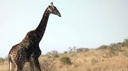 Matt Wilkinson dans la jungle africaine