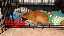 Dog Training - Crate training for dogs and puppies