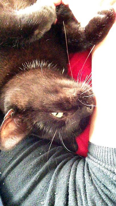 Chocho câlin