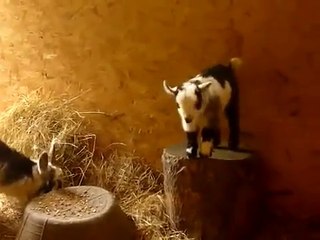 Goat kid plays - funny !   Милый козленок играет на .