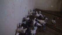 Kaçakçılık Operasyonunda 30 Güvercin Ele Geçirildi