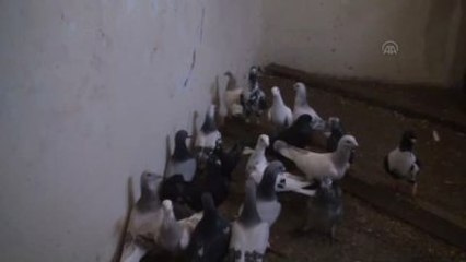 Kaçakçılık Operasyonunda 30 Güvercin Ele Geçirildi