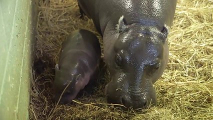 Adorable Baby Pygmy Hippo Born