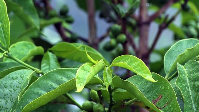 Café Neo will das Starbucks von Afrika werden