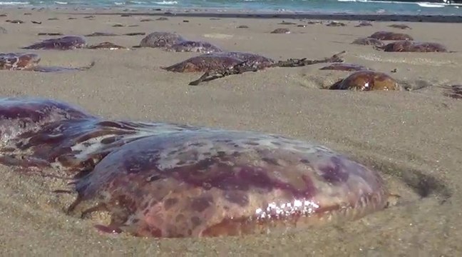 Invasion de méduses à Biarritz (côte des basques)