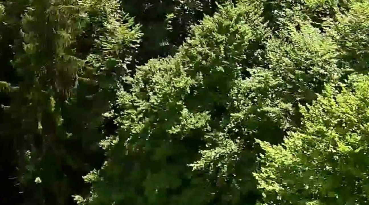 Base Jump : il s’abat contre un arbre à la fin de son saut