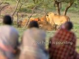 Man vs Lions. Maasai Men Stealing Lion's Food Without a Fight.