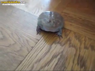 Dokunulunca Çılgın Atan Kurbağa