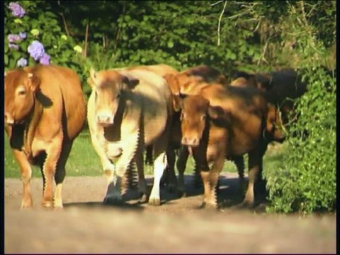 Veau d'Aveyron et du Ségala