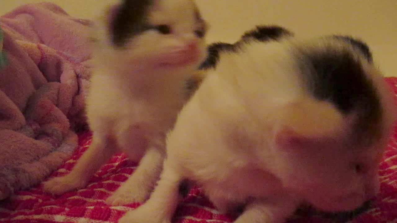 Two week old kittens take first steps