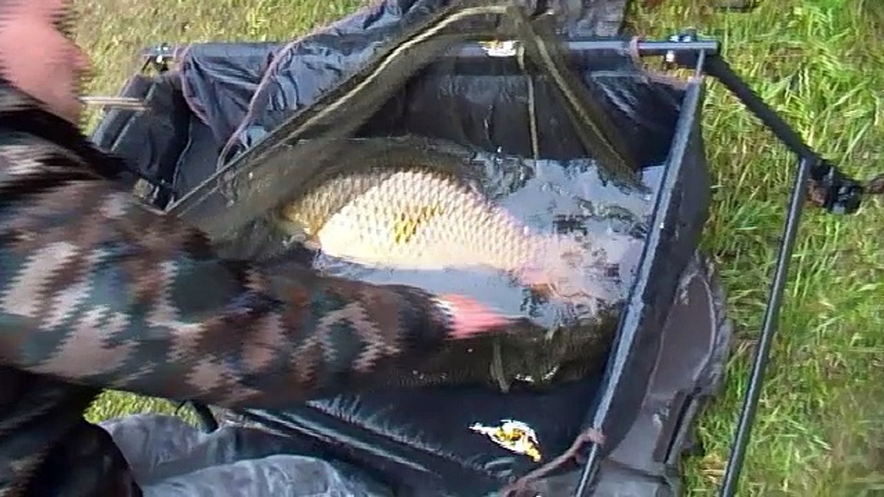 carpes révolution