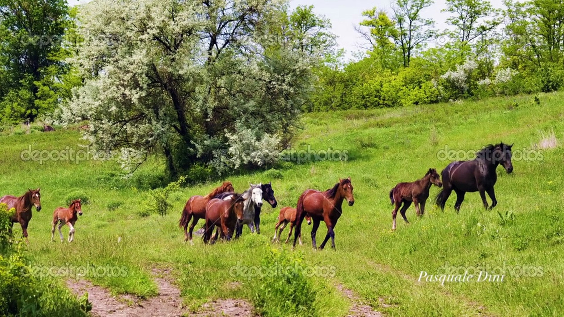 HARMONIC Country Music