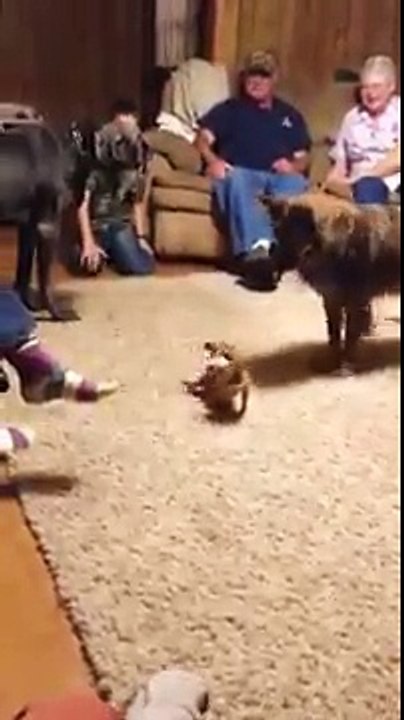‫Funny videos
