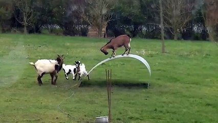 Funny goats play on swing - Сhèvre et chevreau jouent sur balançoire