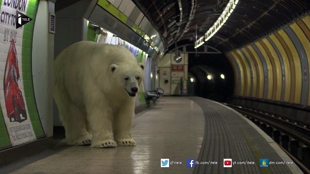Un faux ours polaire en balade dans le métro londonien