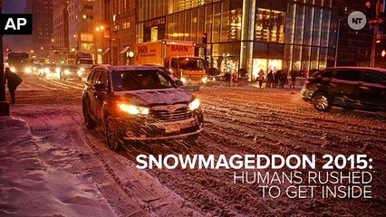A Yeti Was Running Around Boston During The Blizzard