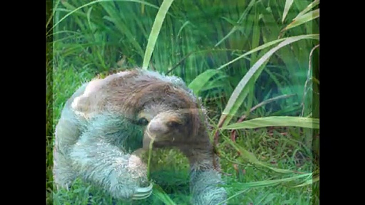 almost extinct animals