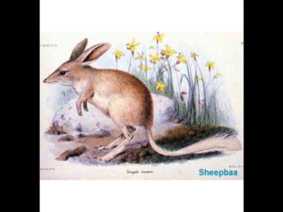 animaloco