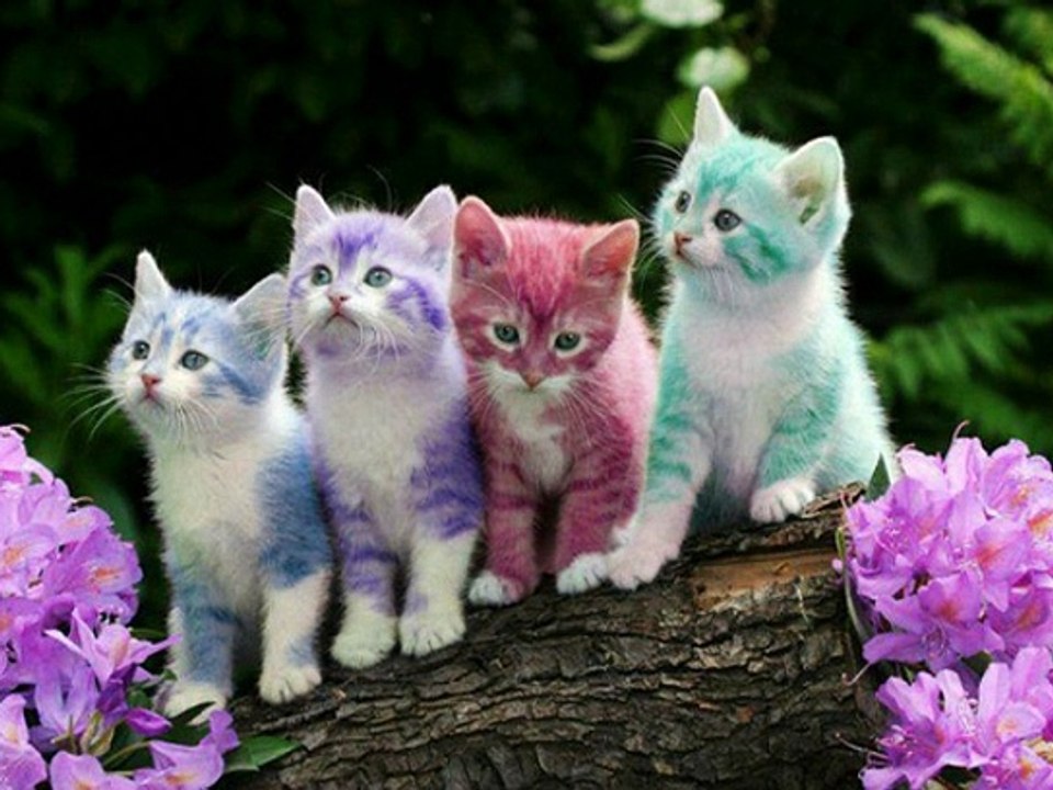 Cuttest Cats ever
