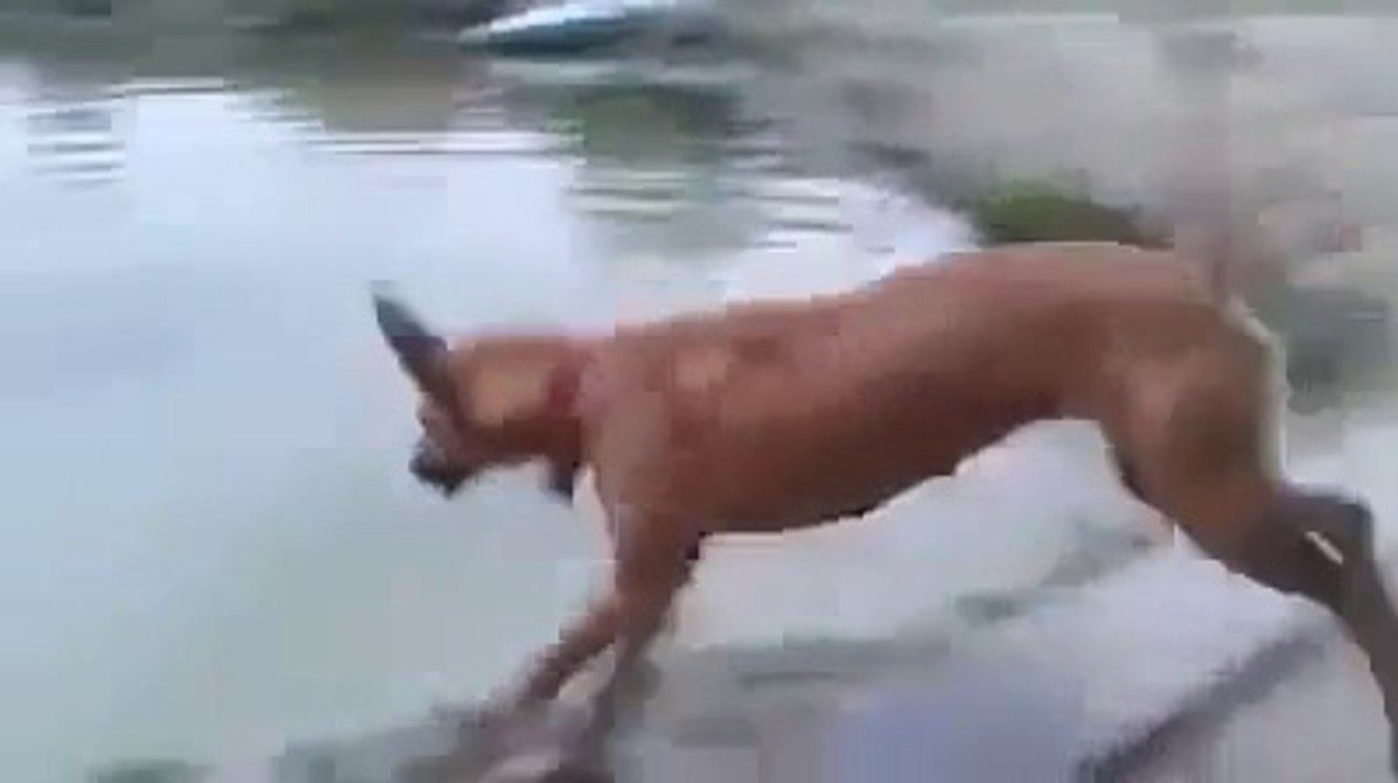 Un chien sauve son maître qui simule une noyade