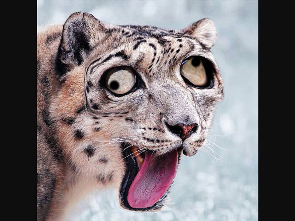 funny derpy animals photos