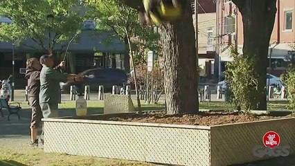 Giant Bee Prank Video