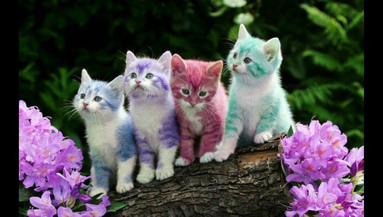 Top 10 the cuttest cats